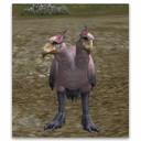Imagem de Full Grown Kookaburra