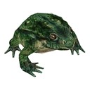 Imagem de Giant Toad