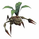 Imagem de Mandragora Sprout