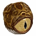 Imagem de Giant Monstereye