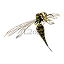 Imagem de Giant Poison Bee
