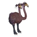Imagem de Kookaburra