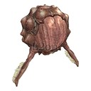 Imagem de Eye of Guide