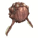 Imagem de Eye of Pilgrim