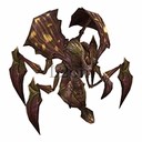 Imagem de Assassin Beetle
