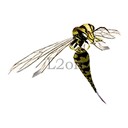 Imagem de Tiger Hornet